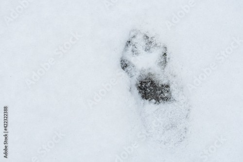Fox footprint in the snow in winter or spring in the forest or woods, close up