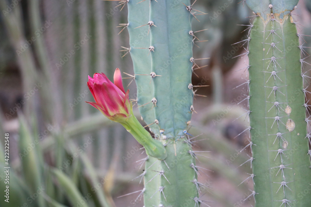 Arizona USA Colorado, cactus flower Arizona USA Colorado, cactus flower