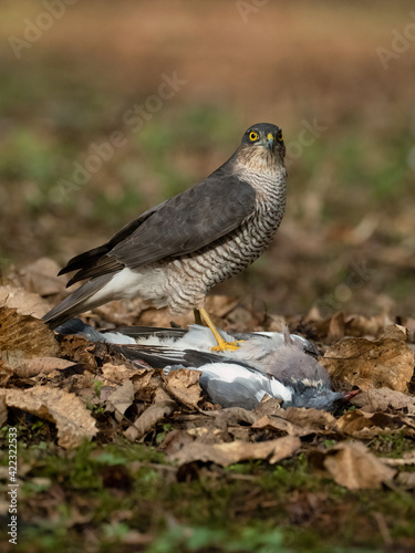 Sparrowhawk (Accipiter nisus) feeding on recently caught prey a wood pigeon