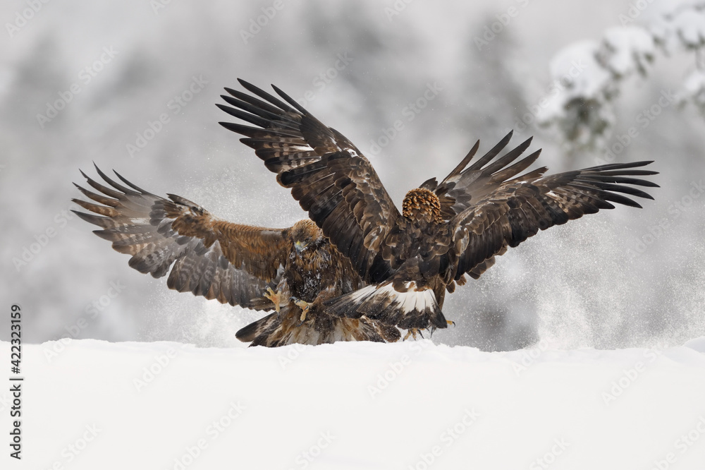 Fototapeta premium Golden Eagle pair fighting in snow