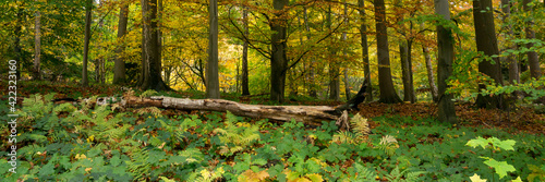 Autumn Forest, North Rhine-Westphalia, Germany, Europe