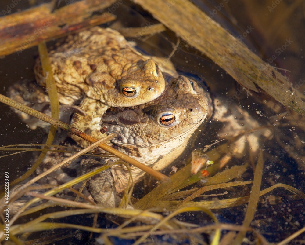 Fototapeta premium Common or European toad brown colored, Mating toads