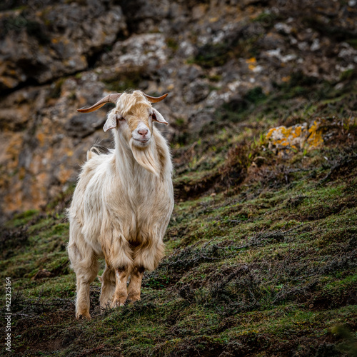 Great Orme Kashmir Goat