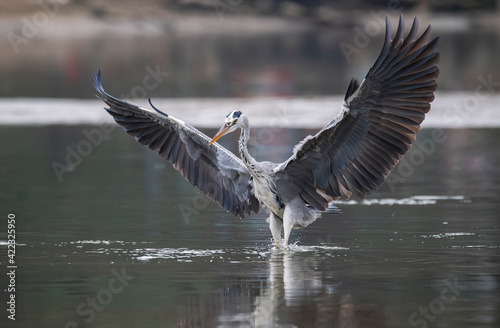 Gray heron,Wildlife in natural habitat © xiaoliangge