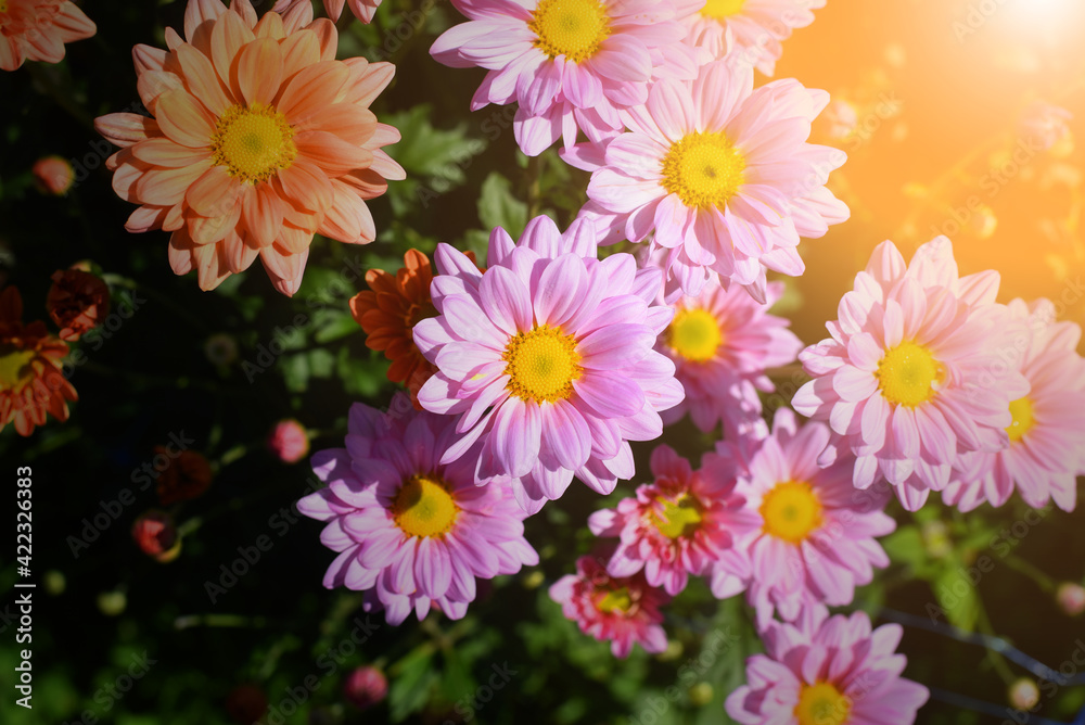 purple mum flower top view close up, Isolated on Grey background. Clipping path included. purple mum flower top view close up, Isolated on Grey background. Clipping path included.