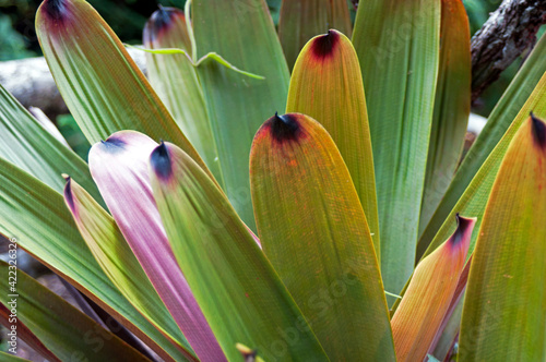 Detalhe Bromélia
