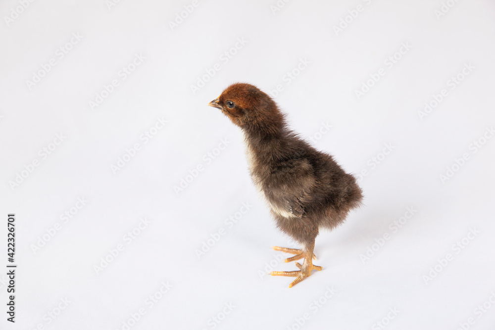 Obraz premium 1 day old black chick