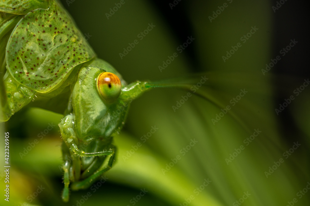 green caterpillar on a leaf green caterpillar on a leaf