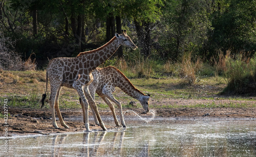 Giraffe s drinking at a waterhole.