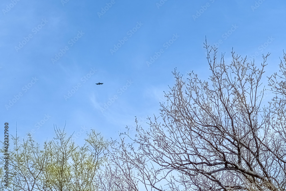 Hawk hunts for food in the sky over spring trees. Hawk hunts for food in the sky over spring trees.
