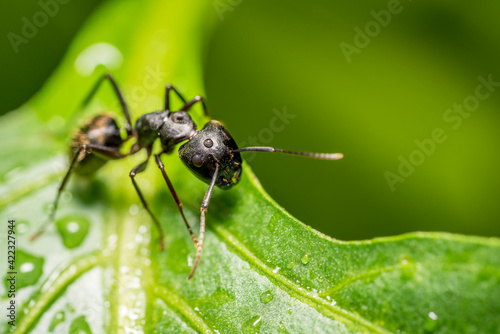 black ant on leaf © Selim