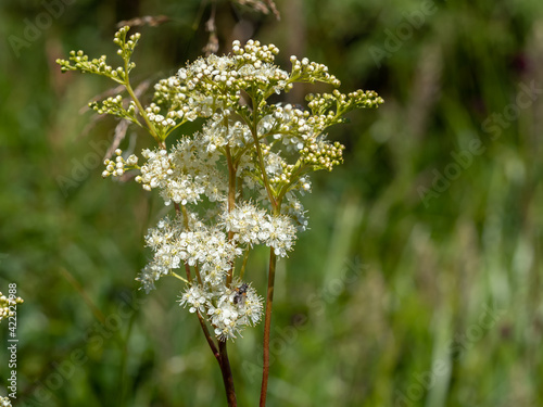 Meadowsweet - Filipendula ulmaria photo