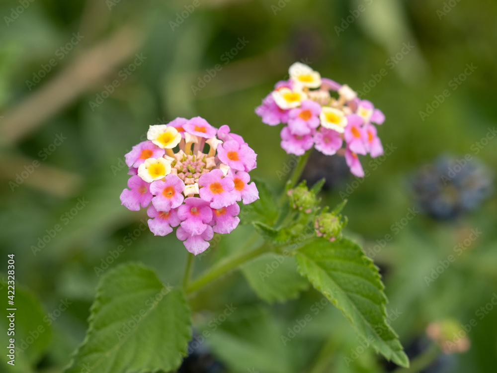 Wild sage - Lantana camara Wild sage - Lantana camara