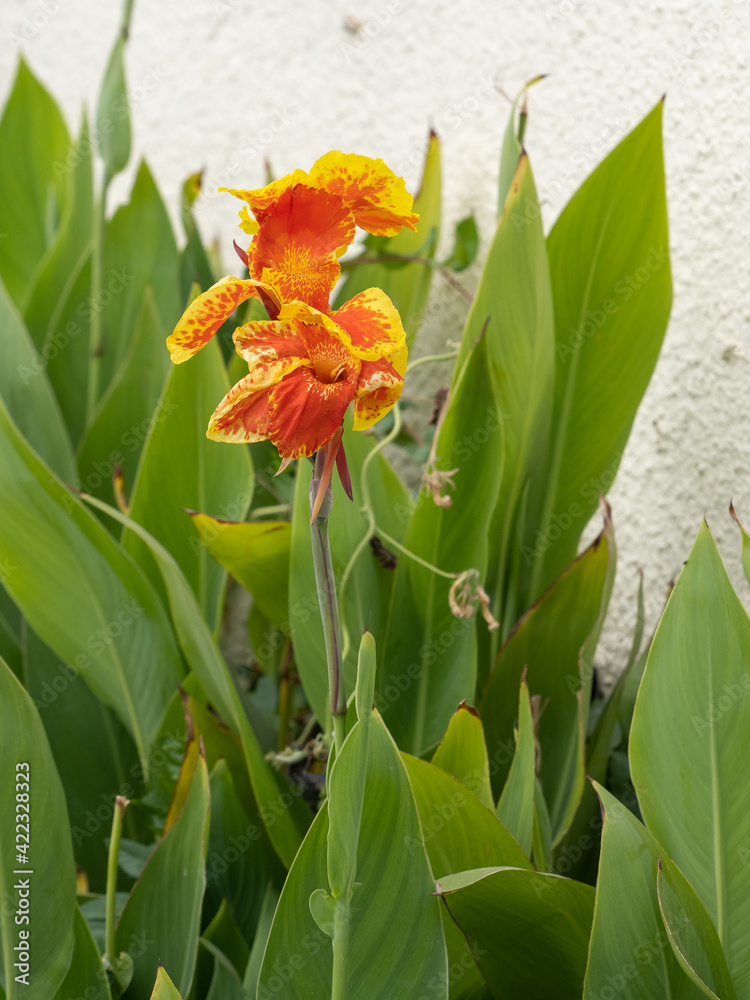 Fototapeta premium African arrowroot - Cannaceae