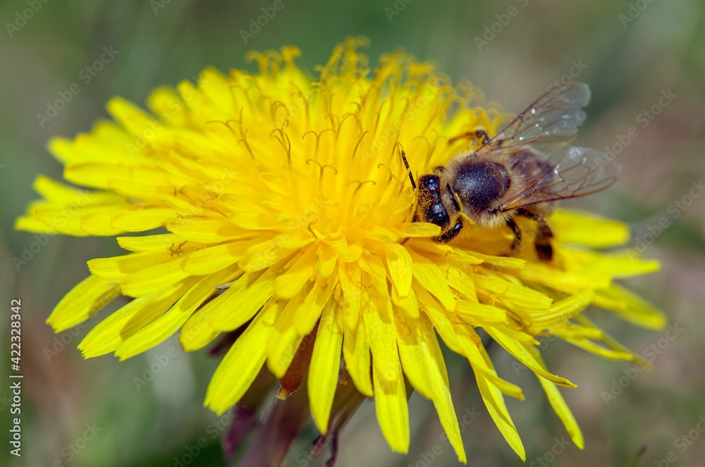 bee or honeybee in Latin Apis Mellifera on yellow flower bee or honeybee in Latin Apis Mellifera on yellow flower