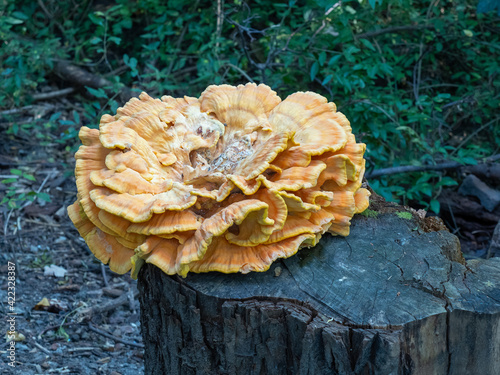 Impessive Chicken-of-the-wood fungi - Laetiporus sulphureus