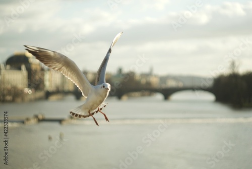 Panoramic view of Manesova Bridge in Prague. Seagull flies over the river