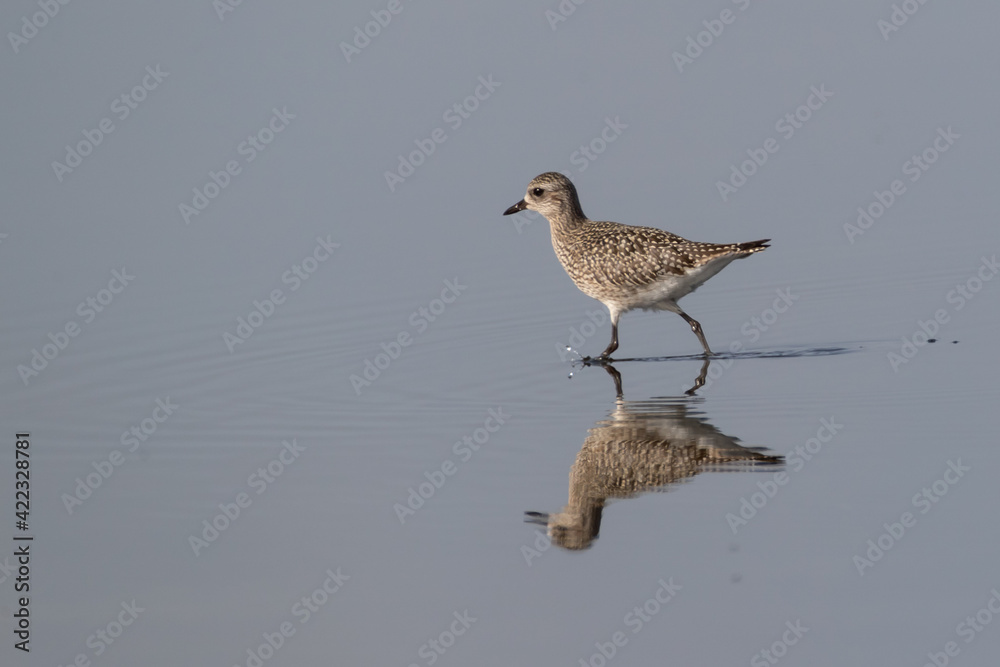 Grey plover - Pluvialis squatarola Grey plover - Pluvialis squatarola