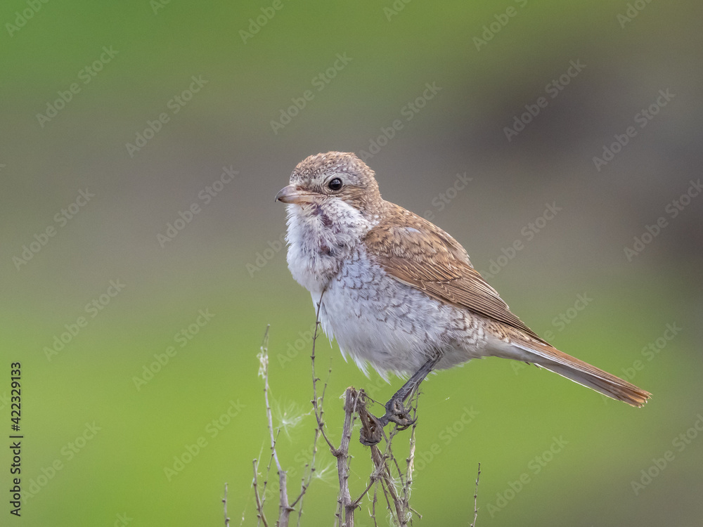 Fototapeta premium Red-backed shrike - Lanius collurio