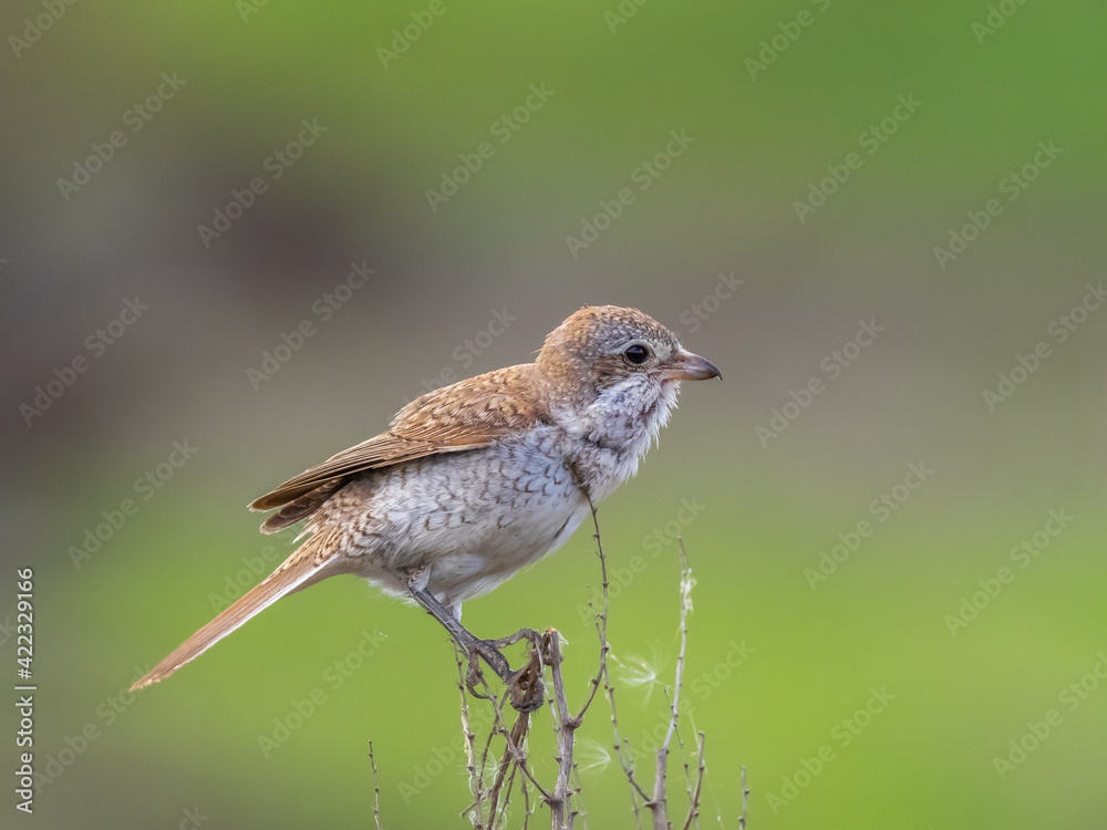 Fototapeta premium Red-backed shrike juvenile - Lanius collurio
