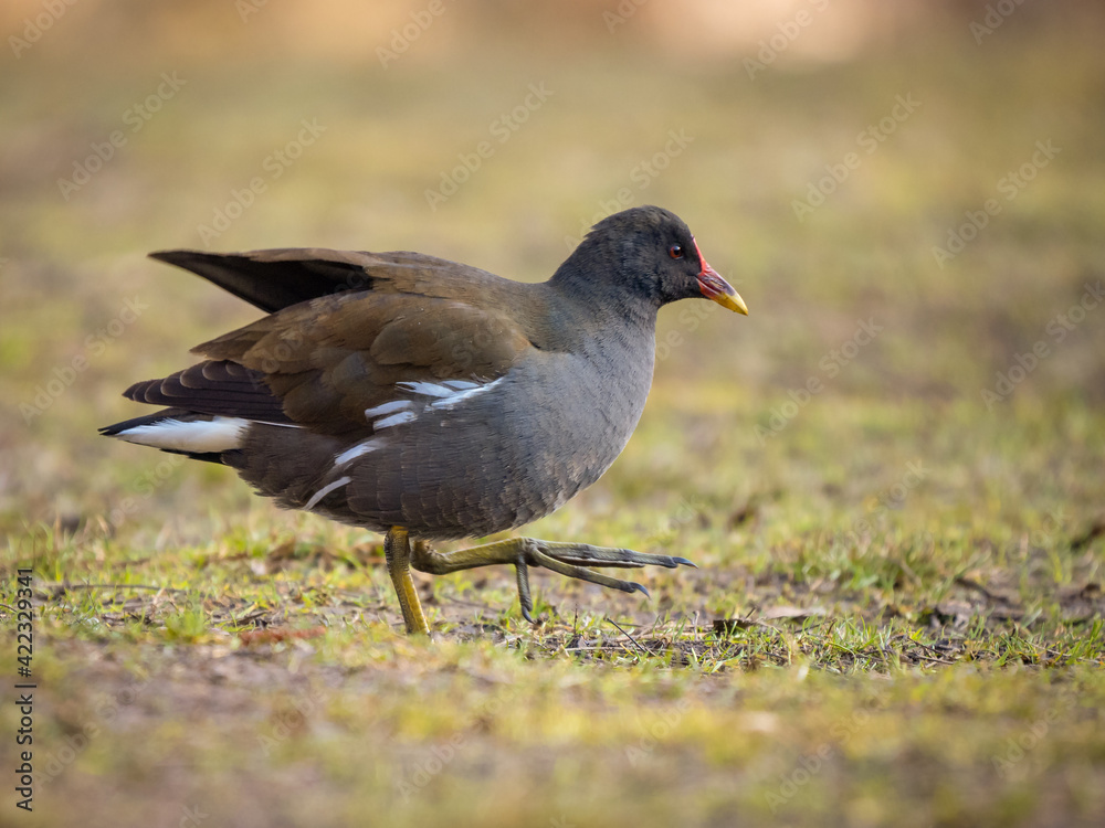Common moorhen - Gallinula chloropus Common moorhen - Gallinula chloropus