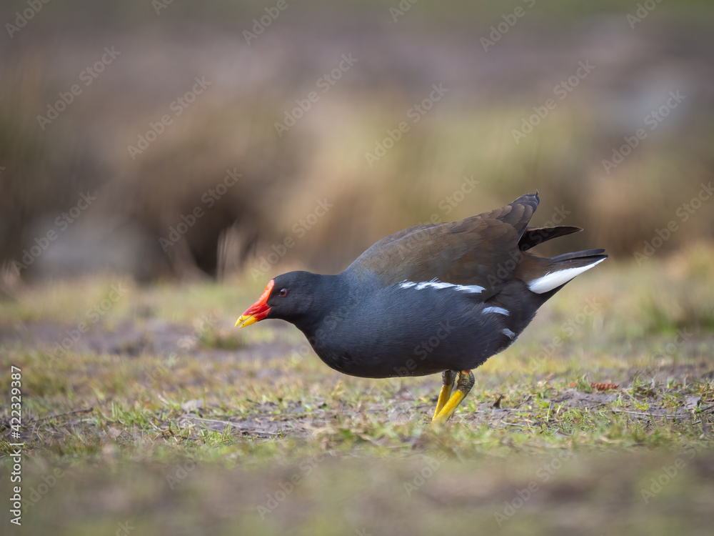 Common moorhen - Gallinula chloropus Common moorhen - Gallinula chloropus