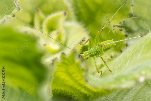 green grasshopper on leaf