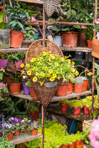 hanging Hybrid pentunias flower in basket photo