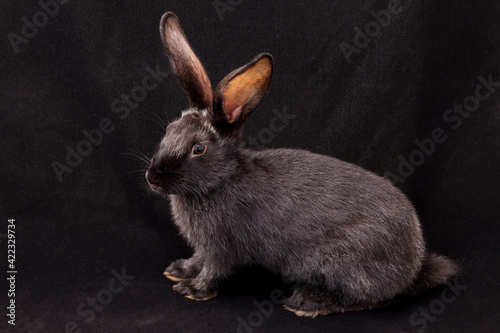 black rabbit on a black background