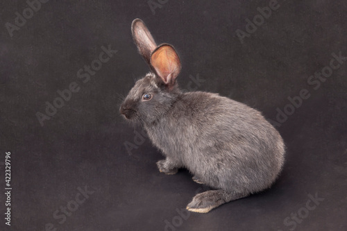 black rabbit on a black background