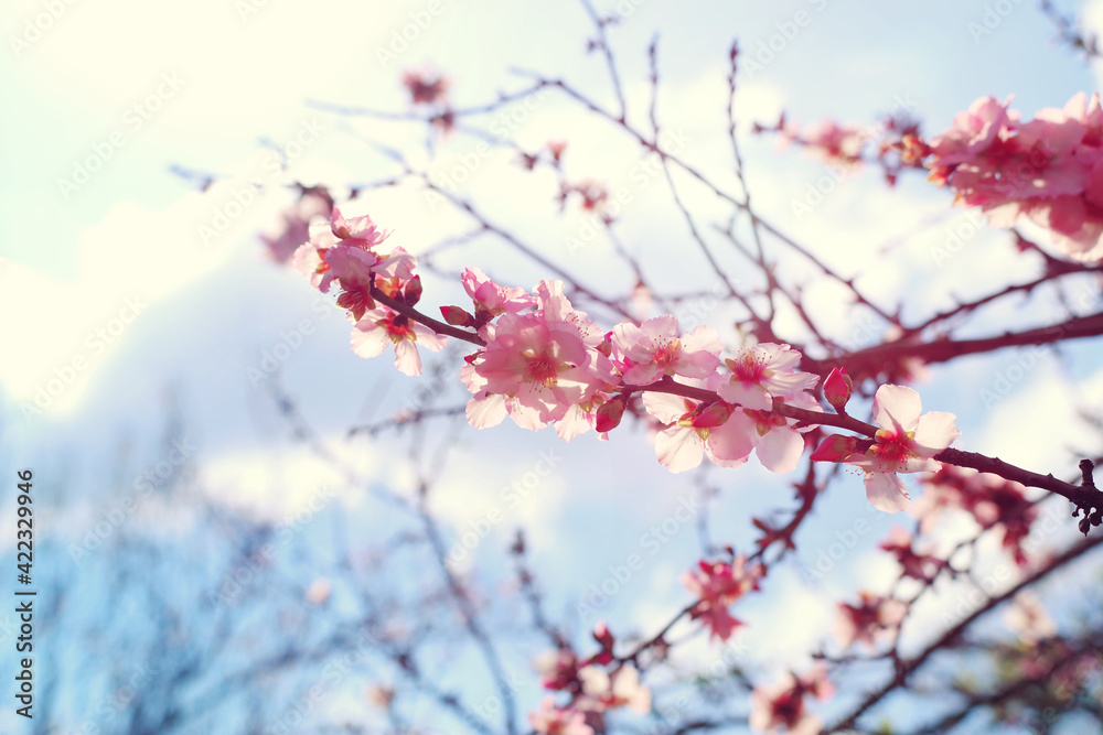 Obraz premium background of spring cherry blossoms tree. selective focus