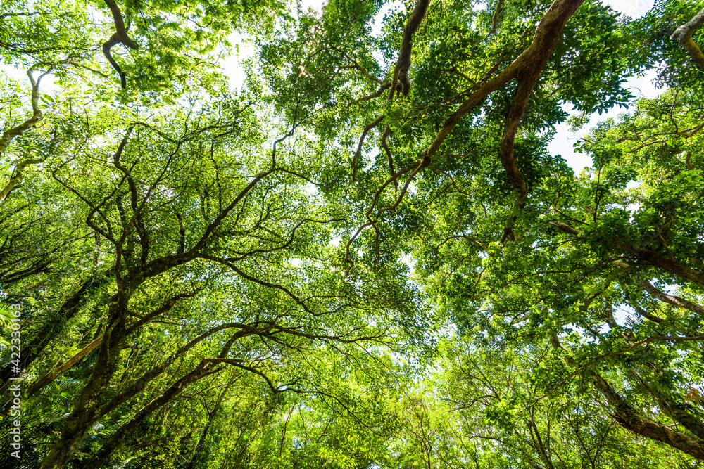low angle view of verdant trees in the forest, In the mountains of Pingtung, Taiwan. low angle view of verdant trees in the forest, In the mountains of Pingtung, Taiwan.
