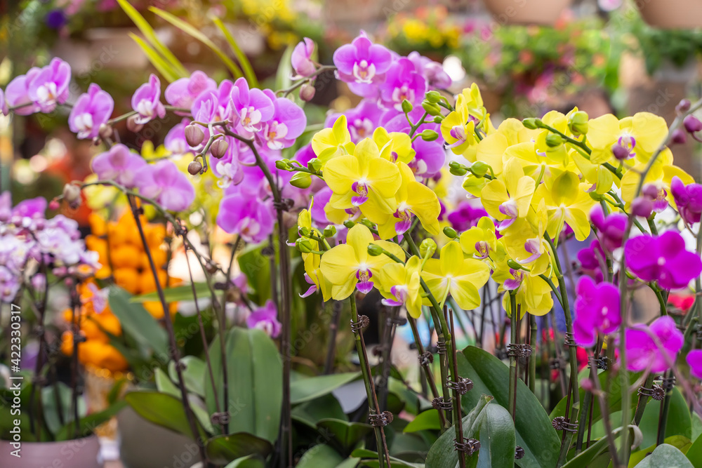 Flowers beautiful purple orchid phalaenopsis. Flowers beautiful purple orchid phalaenopsis.