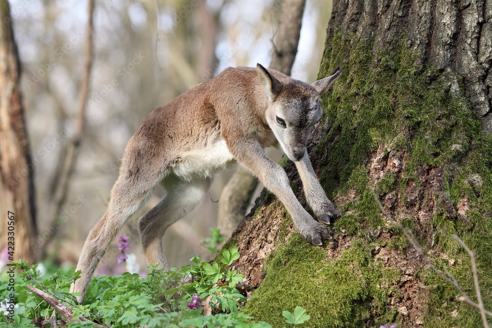 Obraz premium Ovis Musimon mouflon cub in the nature habita.Wildlife scene from nature