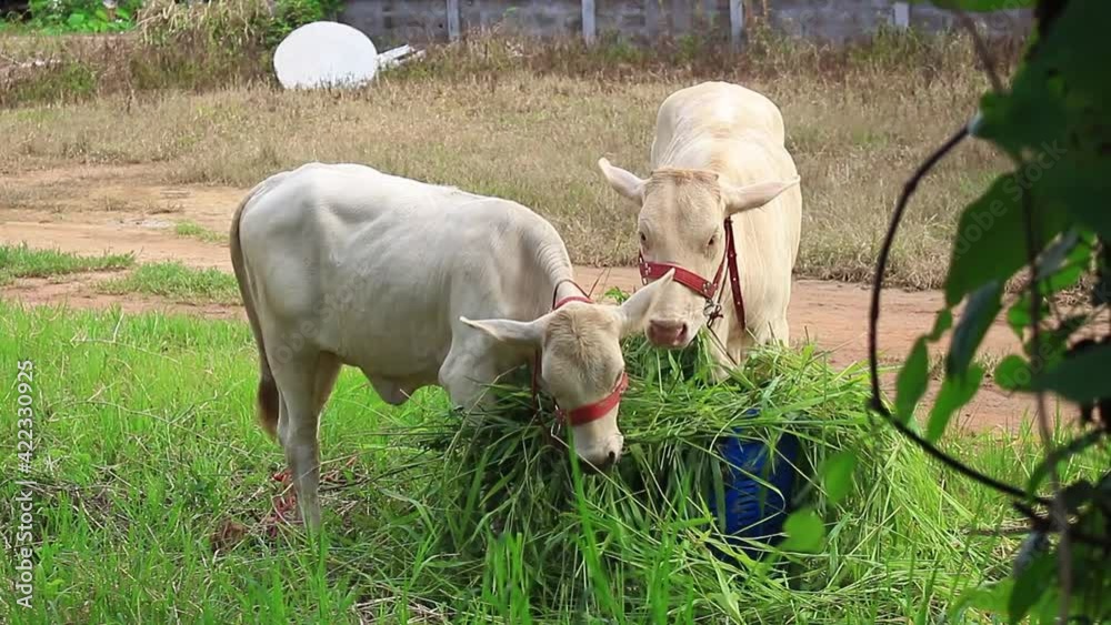 cow eating grass with soft-focus and over light in the background