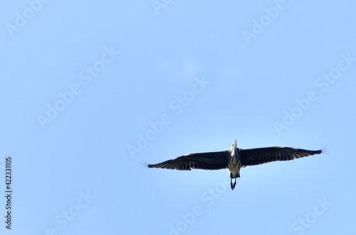 Grey heron in flight seen from below