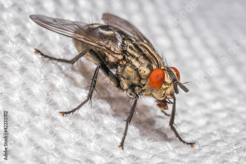 close up of a fly