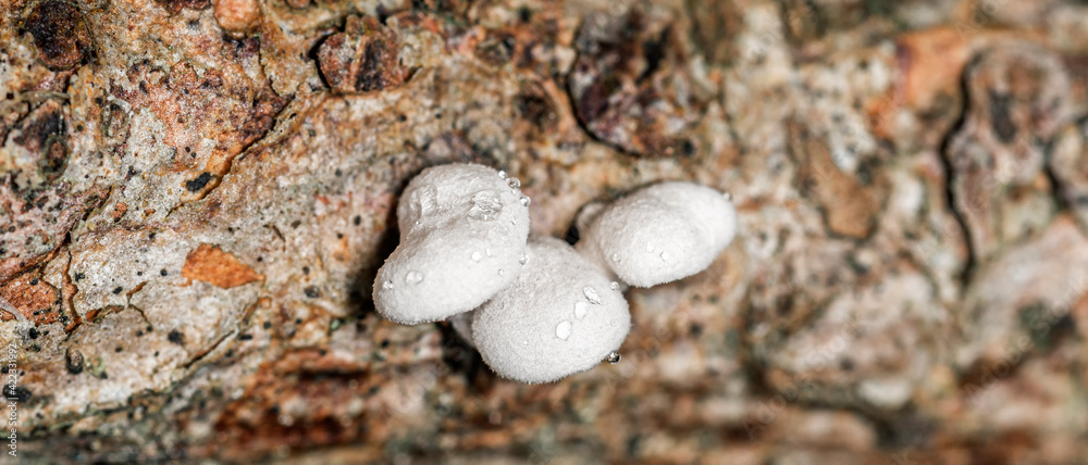 Very small white wood mushroom tinder fungus, covered with dewdrops, supermacro Very small white wood mushroom tinder fungus, covered with dewdrops, supermacro