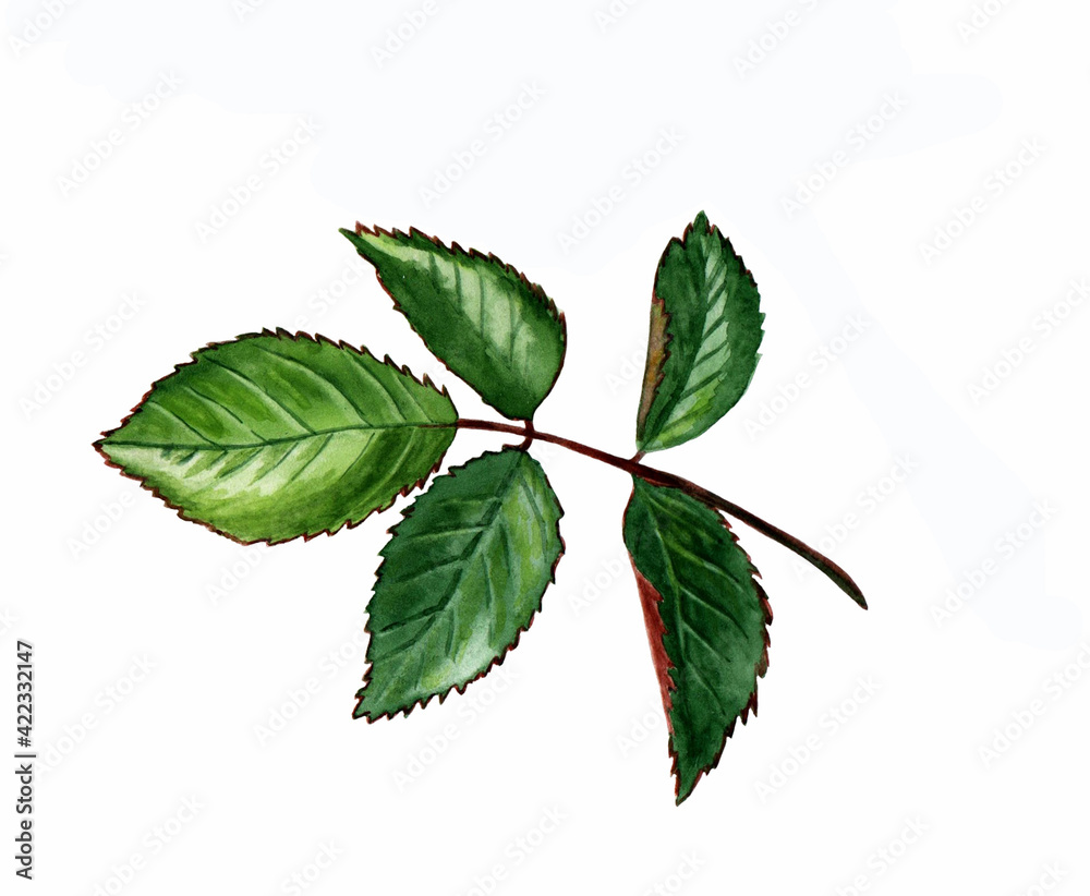 Watercolor green branch with leaves from a rose bush. For your own design of bouquets, postcards, wallpapers and invitations.Isolated on a white background. Watercolor green branch with leaves from a rose bush. For your own design of bouquets, postcards, wallpapers and invitations.Isolated on a white background.