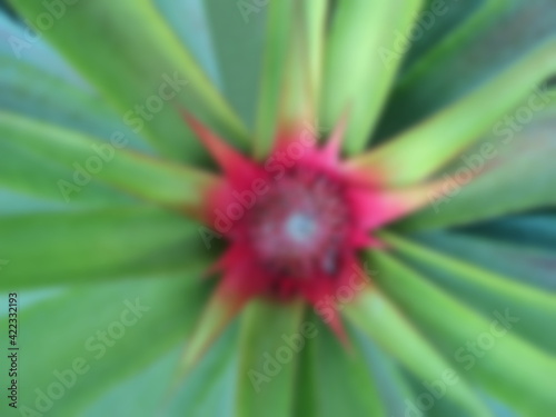 Bright pineapple still young on the farm, with spigot around attached, pink mid-leave on blurred background, Abstract bokeh picture concept.