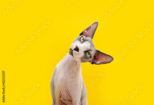 Fototapeta Naklejka Na Ścianę i Meble -  Funny sphynx cat tilting head side. Curiosity concept. Isolated on yellow background.