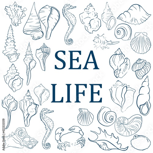 Elegant line sea shells, vector art pattern illustration.