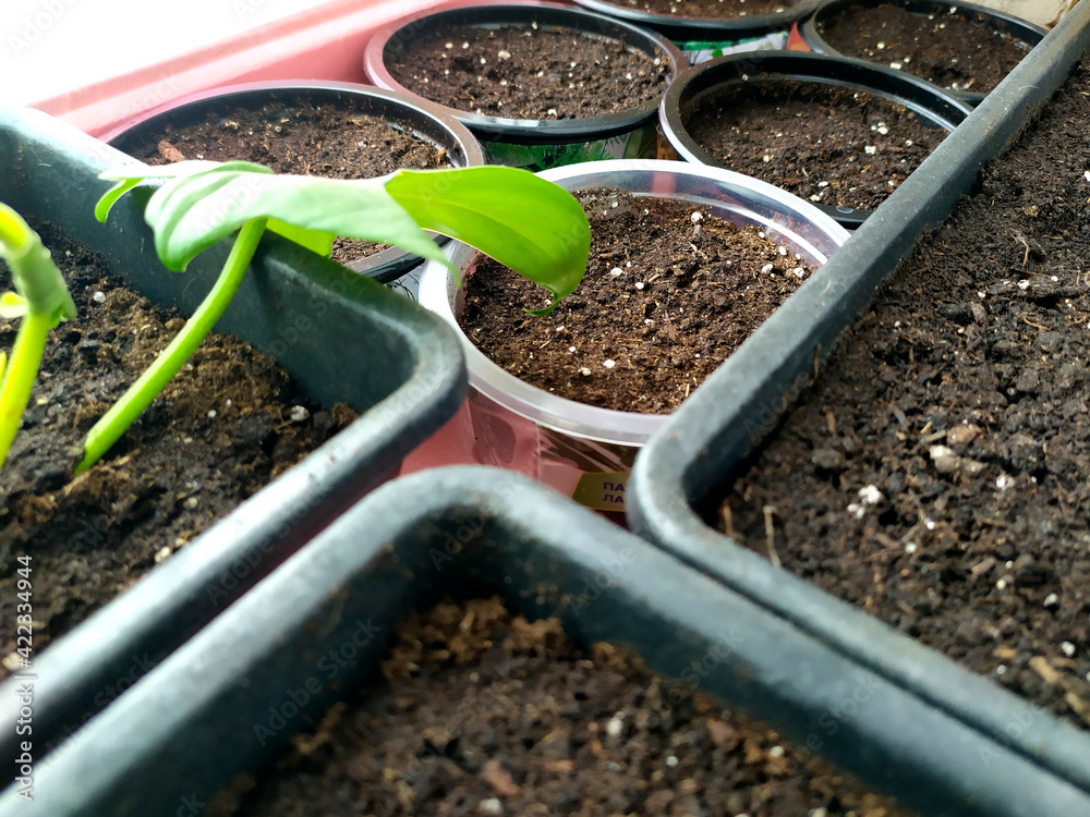 Seedlings of flowers on the windowsill in the spring. Sow seeds in pots with soil for growing plants. Dacha season in agriculture. Seedlings of flowers on the windowsill in the spring. Sow seeds in pots with soil for growing plants. Dacha season in agriculture.