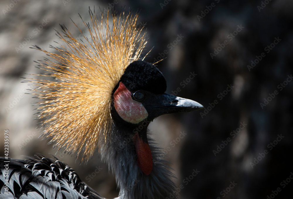 Fototapeta premium Close up of African crowned crane