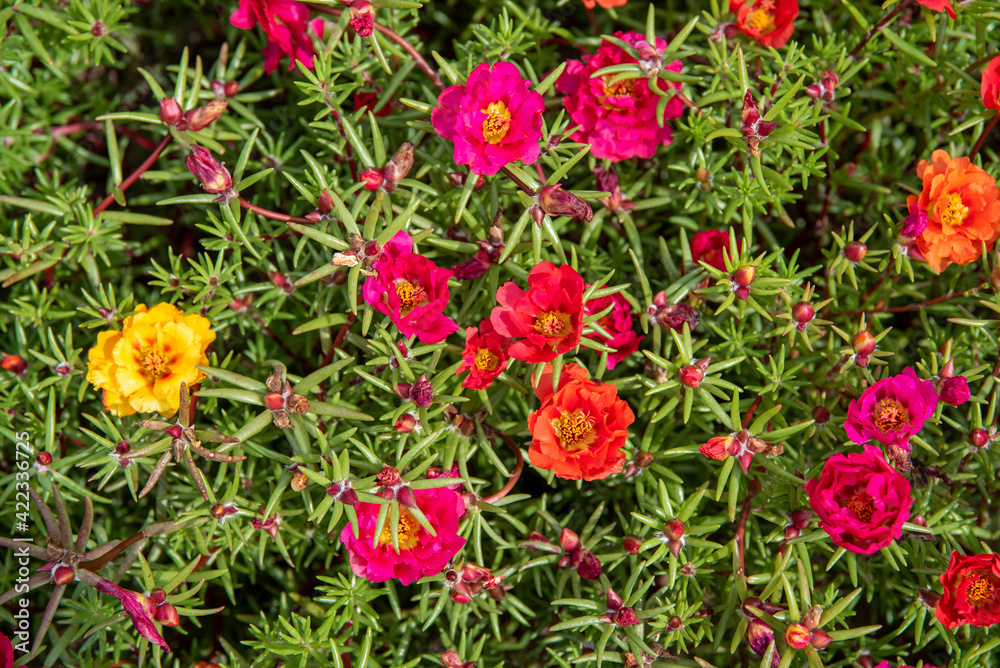 Garden flowers