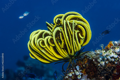 Yellow feather star on a coral reef photo