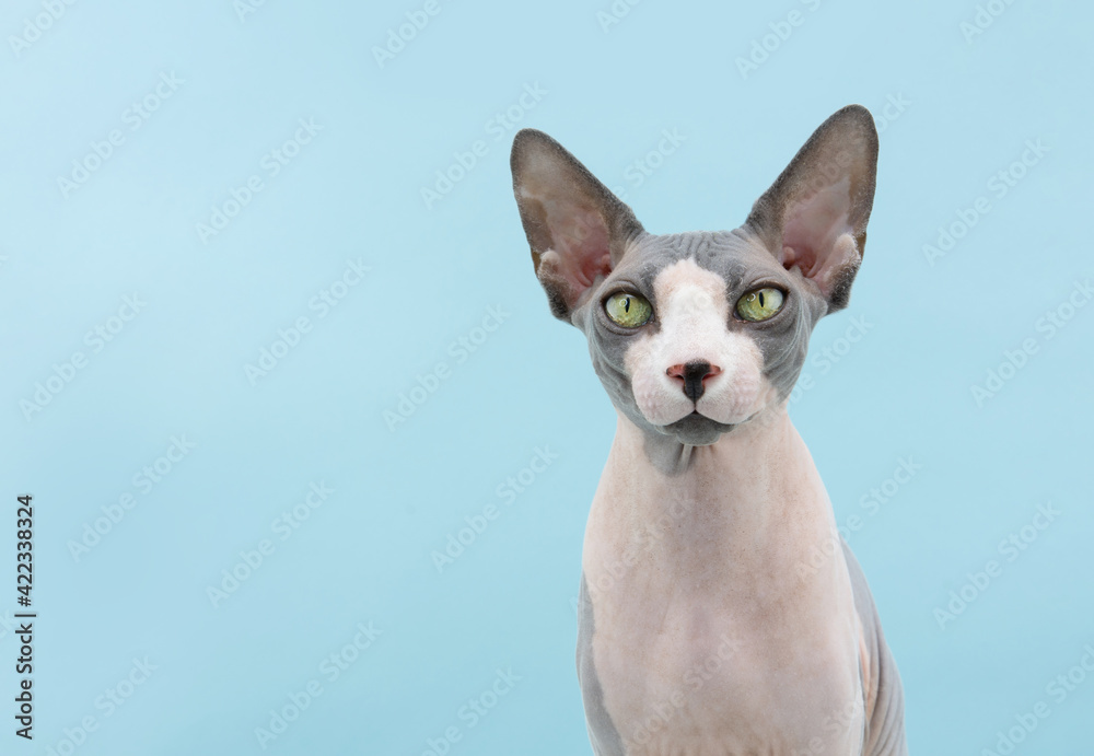 Portrait attentive sphynx cat. Isolated on blue colored background.