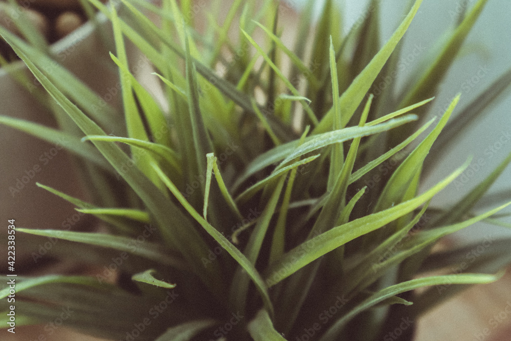 Artificial grass in bucket in sunset lights. Closeup photo. Artificial grass in bucket in sunset lights. Closeup photo.
