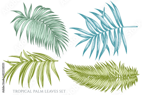 Vector set of hand drawn pastel tropical palm leaves
