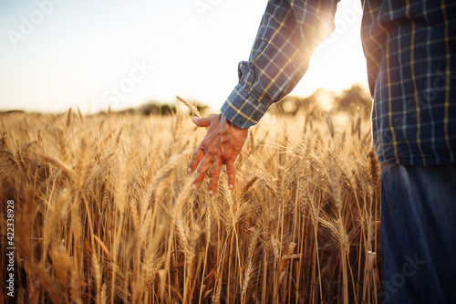 Closeup of the mans hand touching the golden ripen spikelets of wheat in the middle of the field on a sunny day. Farmer checking the quality of grains. New crop season, agricultural harvesting.
